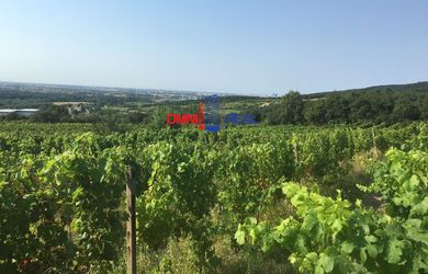 Obrábaný vinohrad Svätý Jur, smerom na Bratislavu, lokalita Drotáre - 770 m2