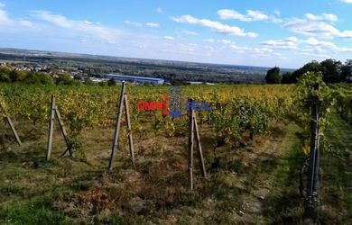 Obrábaný vinohrad Grinava, lokalita Noviny - 29 árov