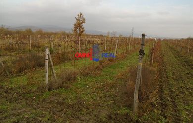 Dobre obrábaný vinohrad Vinosady na Výsady - 19,4 árov