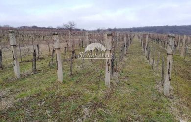 Predaj - Vinič s vínnym domom - Gbelce
