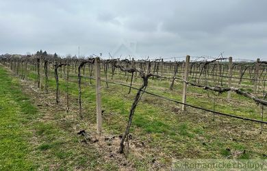 Krásny vinohrad na veľkom pozemku vo vinohradníckej oblasti v obci Strekov