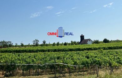 Obrábaný vinohrad lokalita Škridláky/Gelnáre - 16 ára, šírka 13 m, pekný obdĺžnik