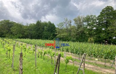 Vinohrad Svätý Jur, smerom na Pezinok, lokalita Kolená - 21 árov
