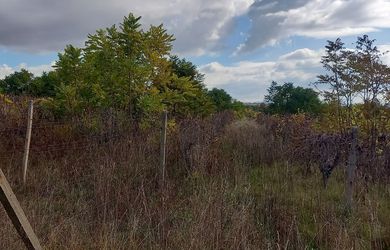 Opakovaná dražba poľnohospodárskych pozemkov - vinice o výmere 38,1 ha k.ú. Šarkan, okres Nové Zámky