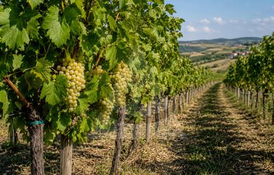 Na predaj jedinečný pozemok s vinicou a vínnym domčekom v srdci Štiavnických vrchov – Bohunice, okr. Levice